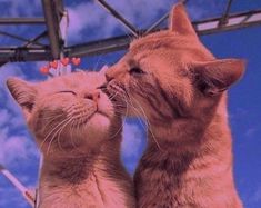 two cats that are standing next to each other and one is kissing the other's face