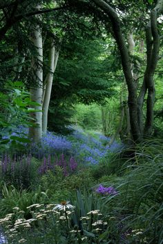 a forest filled with lots of green trees and purple flowers next to tall grass covered ground