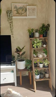 a dog laying on the floor in front of a shelf with plants and potted plants