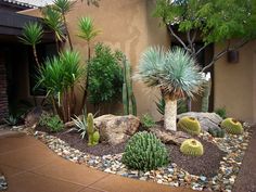 a cactus garden in front of a house