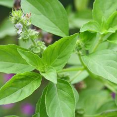 closeup of green leaves and buds on a plant with purple flowers in the background