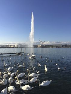 a flock of swans swimming on top of a lake next to a water spout