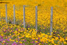 a field full of yellow and purple flowers next to a fence