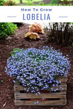 blue flowers in a wooden crate with text overlay how to grow lobiea