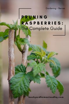 the complete guide to pruning raspberries for beginners and gardeners