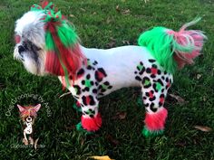 a small white dog with green, red and black hair standing in the grass next to a banana