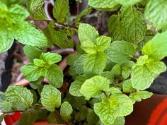 a potted plant with green leaves in it