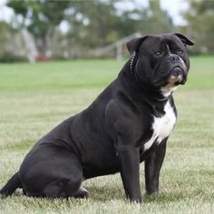 a black and white dog sitting in the grass