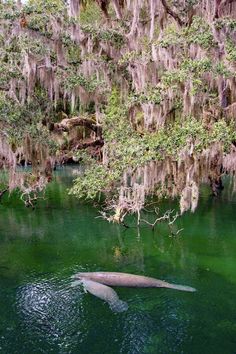 two large animals swimming in the water near trees with spanish moss hanging from it's branches