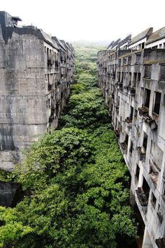 an abandoned building with lots of trees growing in it