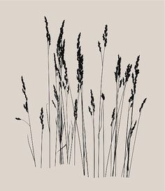 black and white photograph of tall grass against a light gray background with the words,