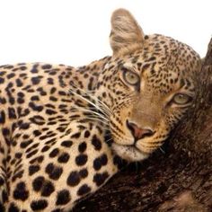 a leopard laying on top of a tree branch