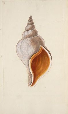 a drawing of a seashell on paper