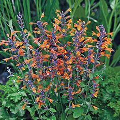 an orange and purple flower is in the middle of some green plants with blue flowers