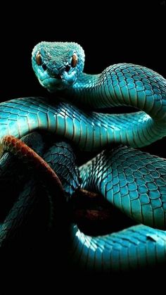 a close up of a blue snake on a black background