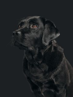 a black dog sitting in front of a dark background with its head turned to the side