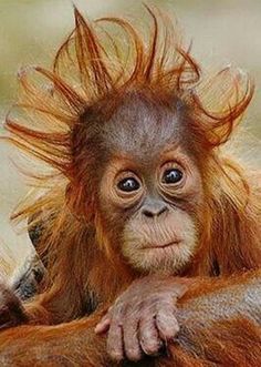 an orangutan monkey with its hair blowing in the wind and looking at the camera