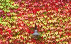 a lamp on a pole in front of a wall covered with red and green leaves