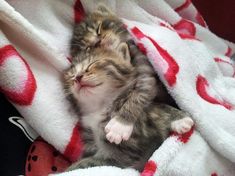 a small kitten sleeping on top of a white and red blanket with ladybugs