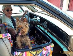 a woman sitting in the back seat of a car with a small dog on her lap