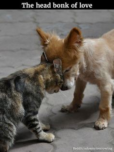 two small dogs are playing with each other