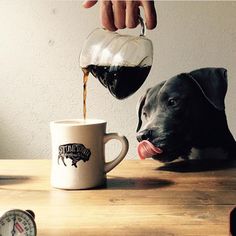 a dog drinking out of a coffee mug next to a person's hand and a clock