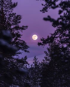 the full moon is seen through some trees