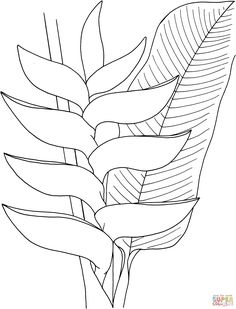 a line drawing of a plant with leaves