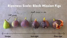 an image of ripeness scale black mission figs