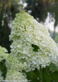 white flowers with green leaves in the foreground