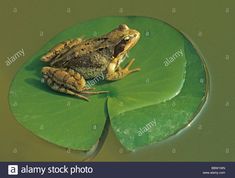 a frog sitting on top of a green leaf in the water with its eyes closed