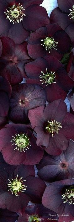 large purple flowers with green centers on white background