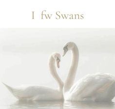 two white swans in the water with their necks touching each other's foreheads