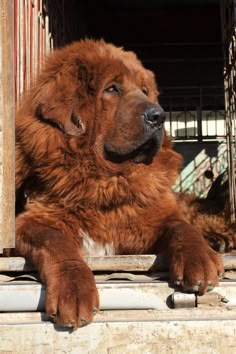 a large brown dog laying on top of a window sill next to a building