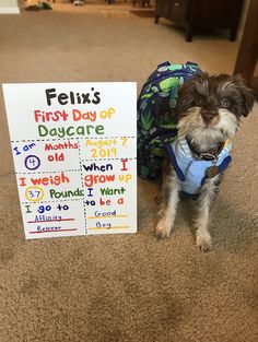 a small dog sitting next to a sign that says felix's first day of dayscare