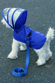 a small white dog wearing a blue coat