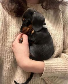 a woman holding a small black and brown dog in her lap while wearing a sweater