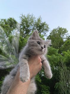 a person holding a cat in their hand with a fairy wing on it's back