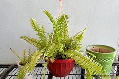 a potted plant sitting on top of a metal shelf next to another potted plant