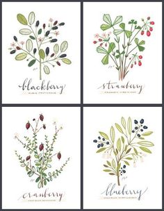 four different types of plants with the names of their leaves and flowers on them, all in