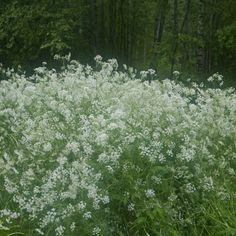 some white flowers and trees in the background