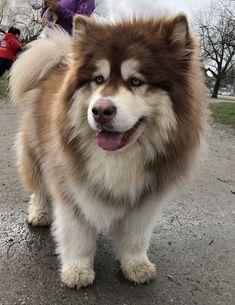 a brown and white dog standing on top of a dirt road