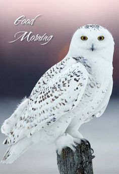 an owl sitting on top of a wooden post with the words good morning written above it