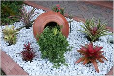 an assortment of plants and rocks in a planter