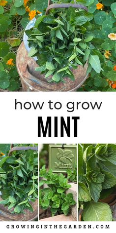 how to grow mints in the garden