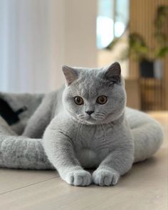 British Blue Cat, Cat Phone Wallpaper, Grey Cat, Blue Cat