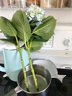 there is a pot with flowers in it on the stove