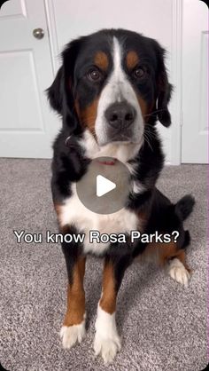 a black and white dog sitting on top of a carpet next to a door with the caption you know rose parks?