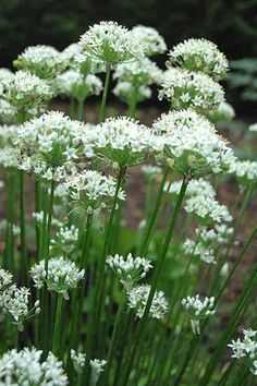 some white flowers that are in the grass