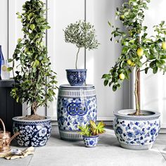 three blue and white vases with plants in them sitting on a table next to a potted lemon tree